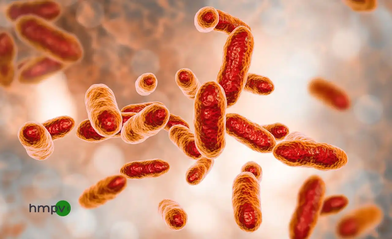 Viral vs. Bacterial Infections