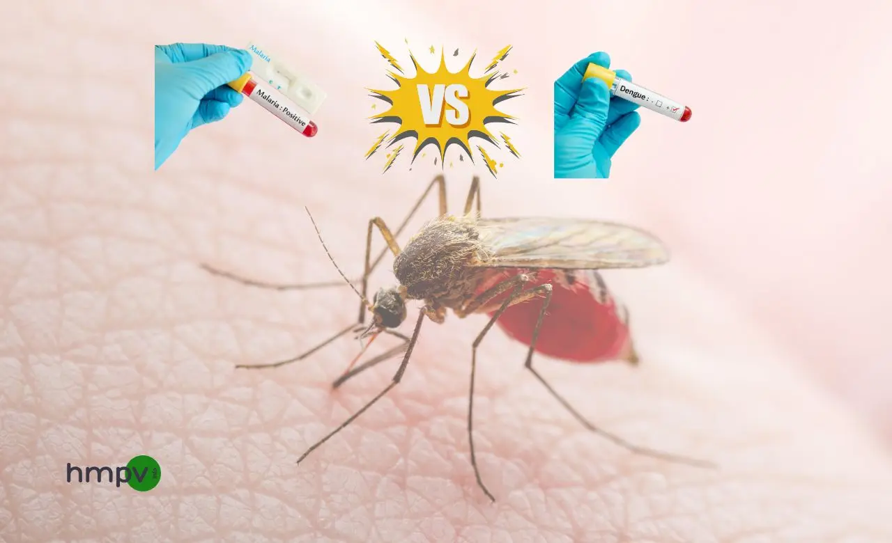 Malaria vs Dengue Symptoms: Key Differences
